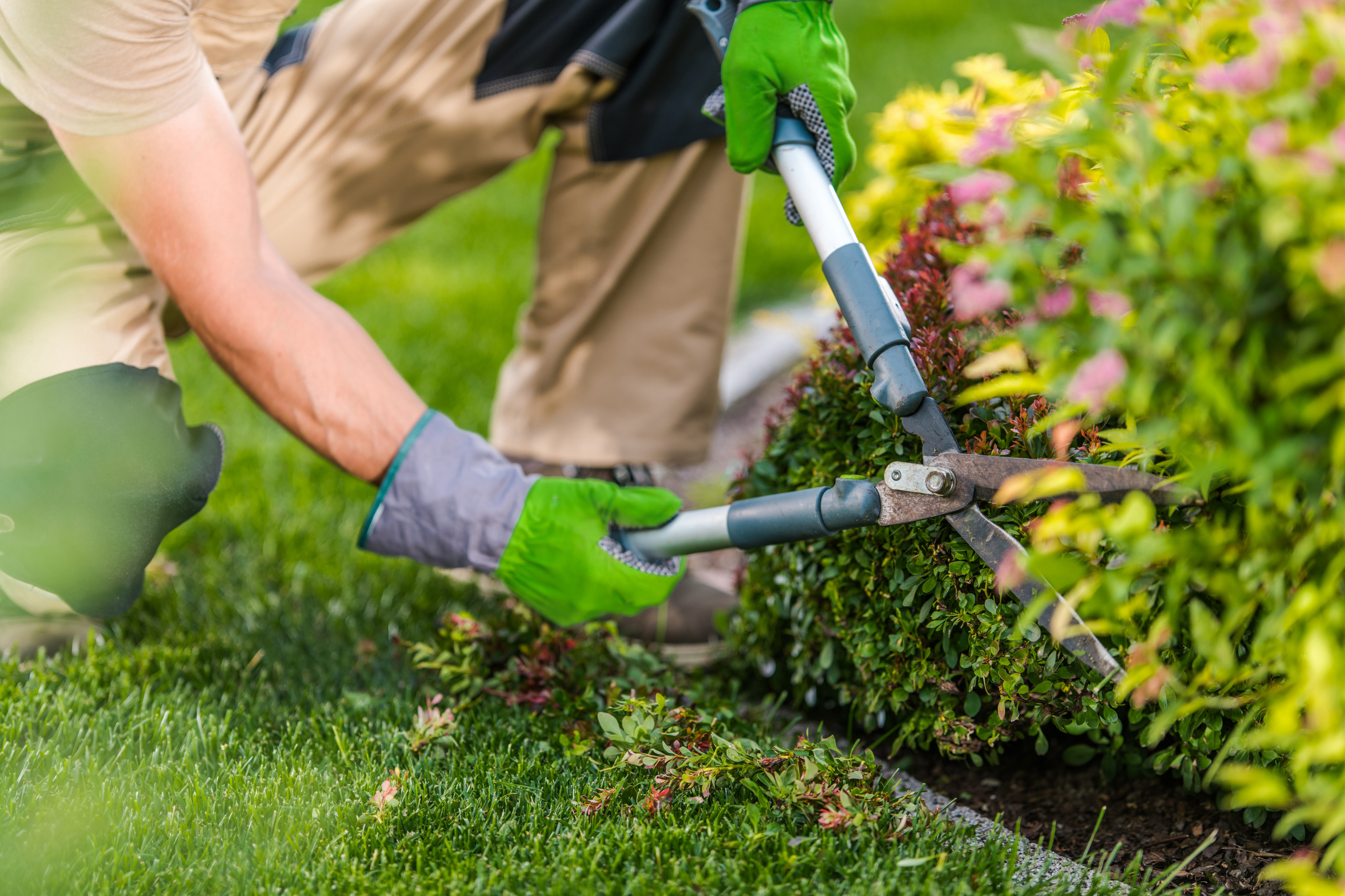 Person in grüner Handschuhen schneidet mit blauer Heckenschere eine grüne Hecke im Garten.