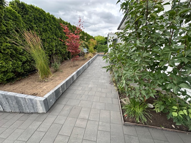 Gepflasterter Gehweg mit rotem Ahornbaum links und grüner Hecke rechts, unter bewölktem Himmel.