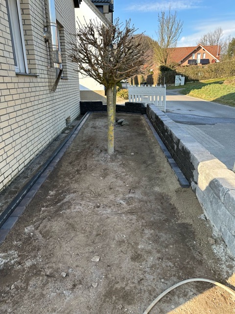 Ein beschnittener Baum steht in einem bearbeiteten Beet neben einer Ziegelwand und einer grauen Mauer.