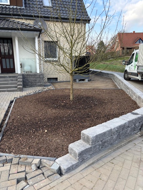 Ein junger Baum steht in einem mit Mulch bedeckten Beet, umgeben von einer grauen Steinmauer im Vorgarten.
